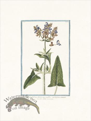 Bonelli 225 Tallest Sage